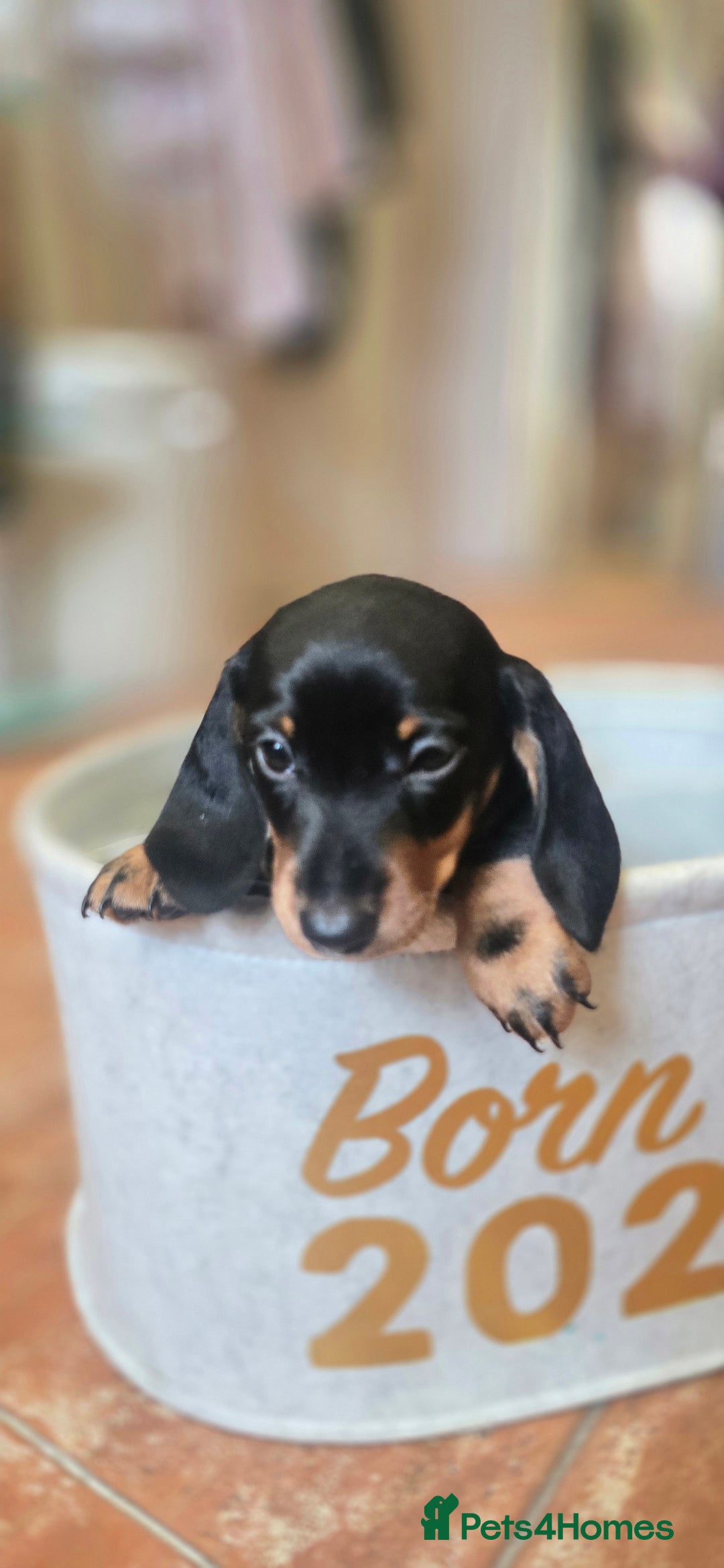 Miniature Dachshund dogs for sale: Miniature KC Dashounds - Image 4
