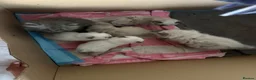 Ragdoll cats for sale: Beautiful fluffy ragdoll kittens - Advert 10