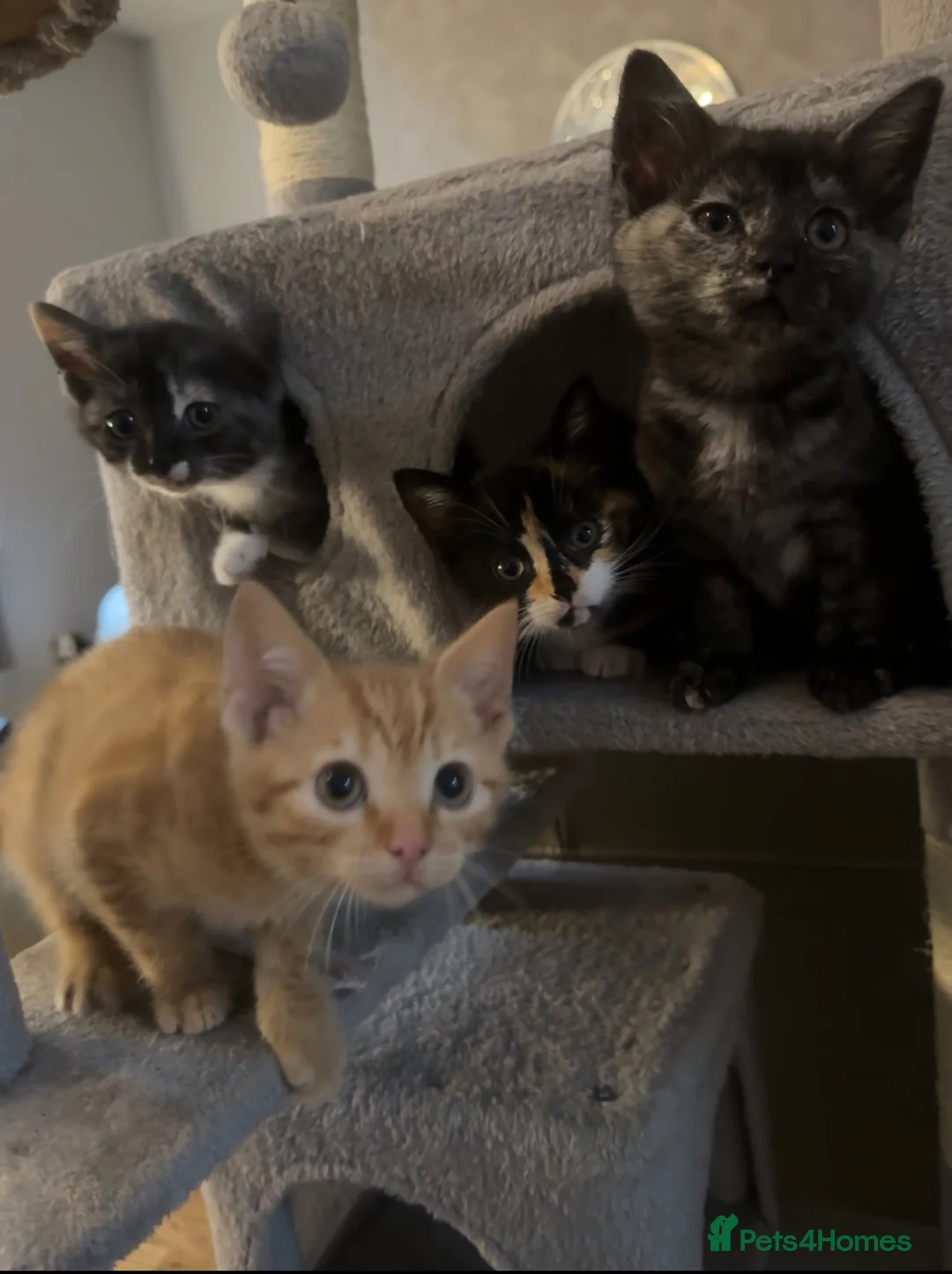 Mixed Breed cats for sale: Adorable, Affectionate Kittens - Advert 2