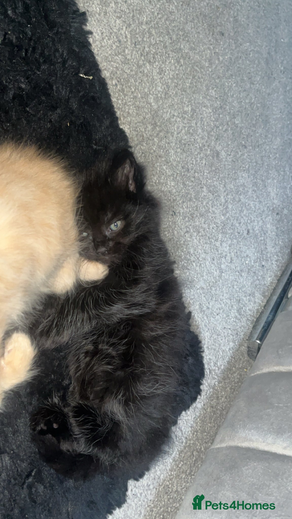Maine Coon cats for sale: Beautiful tortoiseshell/mainecoon kittens❤️ - Advert 5