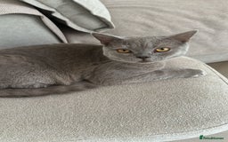 British Shorthair cats for sale: 8 months lilac male British Shorthair - Image 3