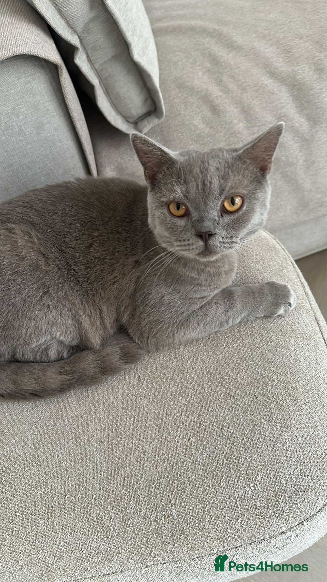 British Shorthair cats for sale: 8 months lilac male British Shorthair - Image 3