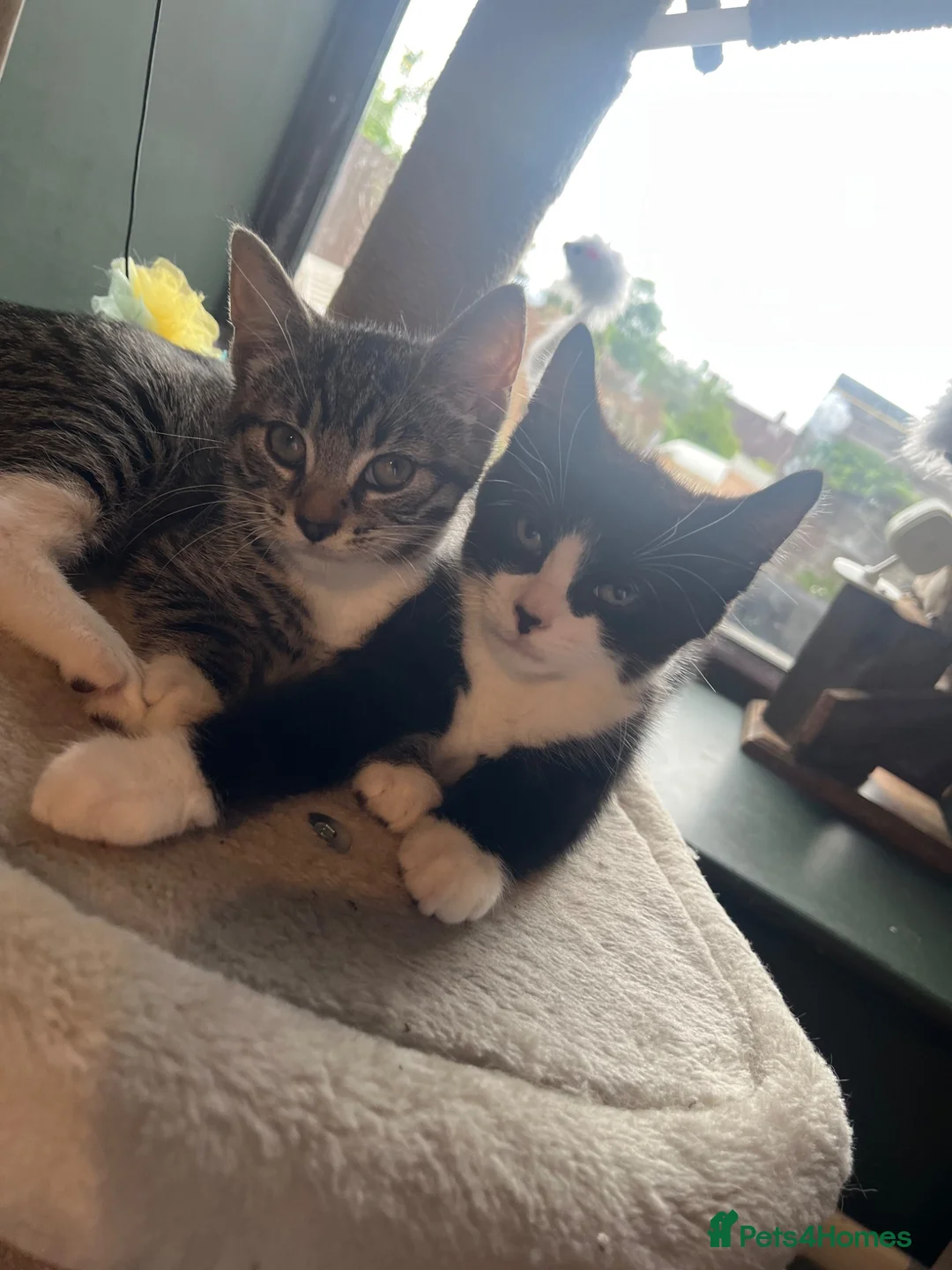Mixed Breed cats for sale: X2 Tabby Kittens in Bishop Auckland - Advert 2