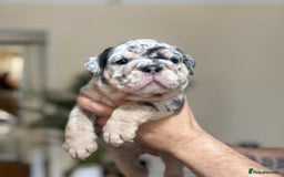 English Bulldog dogs for sale: Beautiful English Bulldog Puppies - Image 16