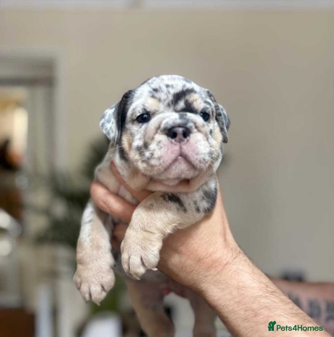 English Bulldog dogs for sale: Beautiful English Bulldog Puppies - Image 16