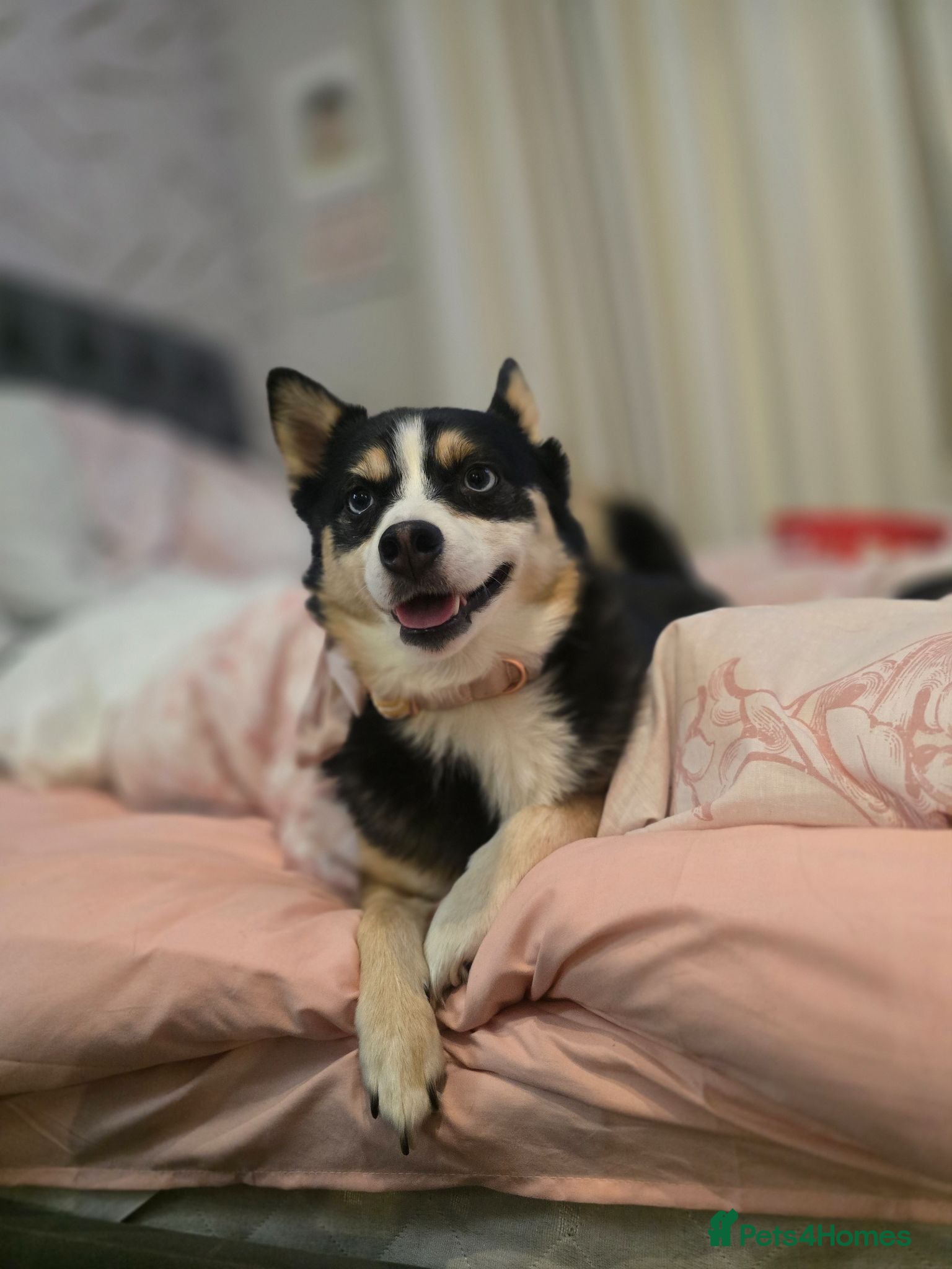 Pomsky dogs Reluctant sale of beloved girl - Advert 3