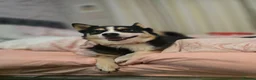 Pomsky dogs for sale: Reluctant sale of beloved girl - Advert 4