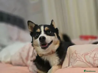 Pomsky dogs Reluctant sale of beloved girl - Advert 3
