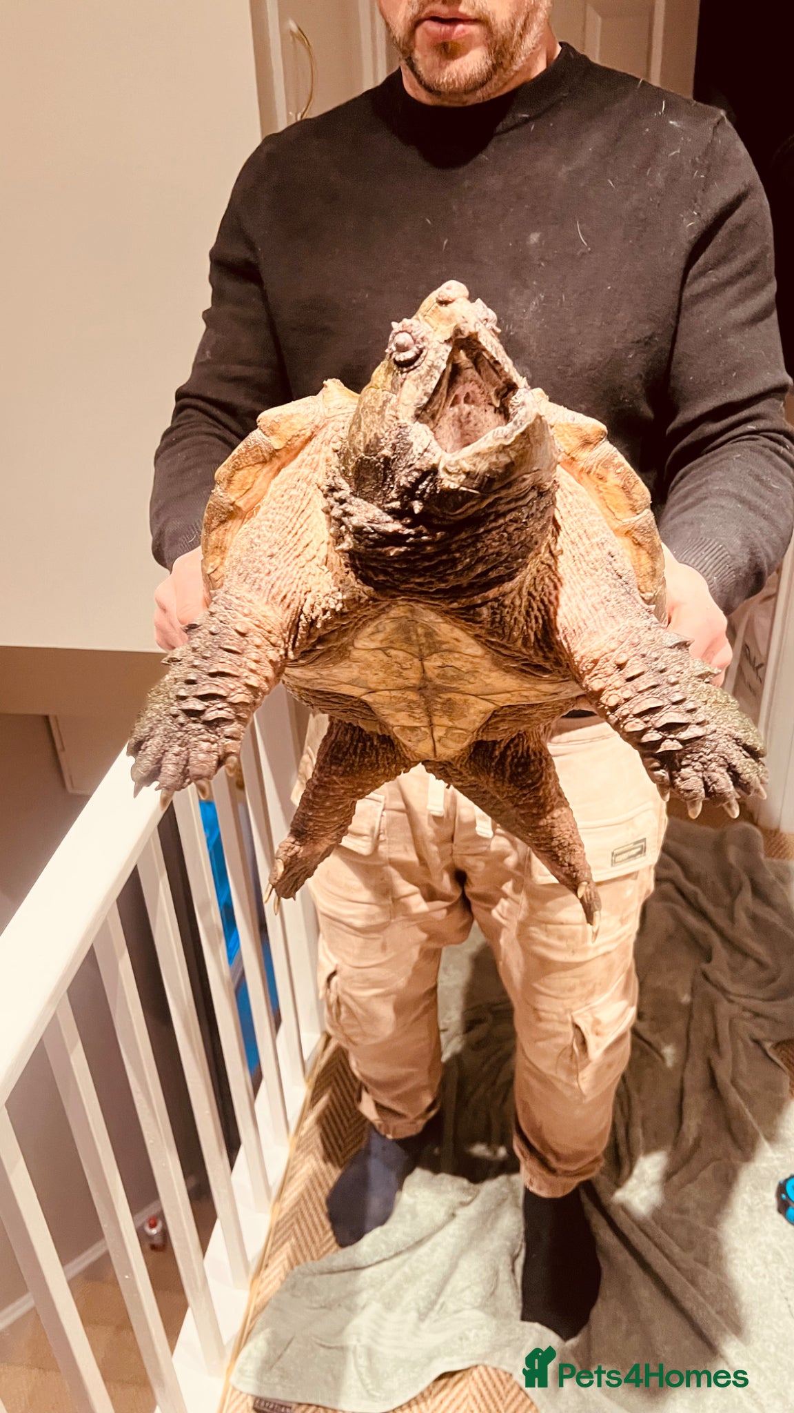 Turtle reptiles Alligator Snapping turtle for sale - Advert 17