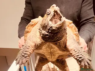Turtle reptiles Alligator Snapping turtle for sale - Advert 17