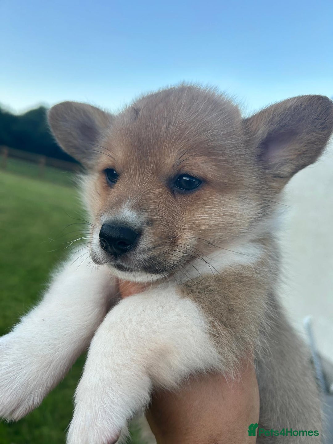 Welsh Corgi Pembroke dogs for sale: KC registered Champion line Corgi puppies - Image 21