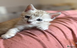 Bengal cats for sale: 💙Stunning Silver Mink Bengal TICA registered  - Image 11