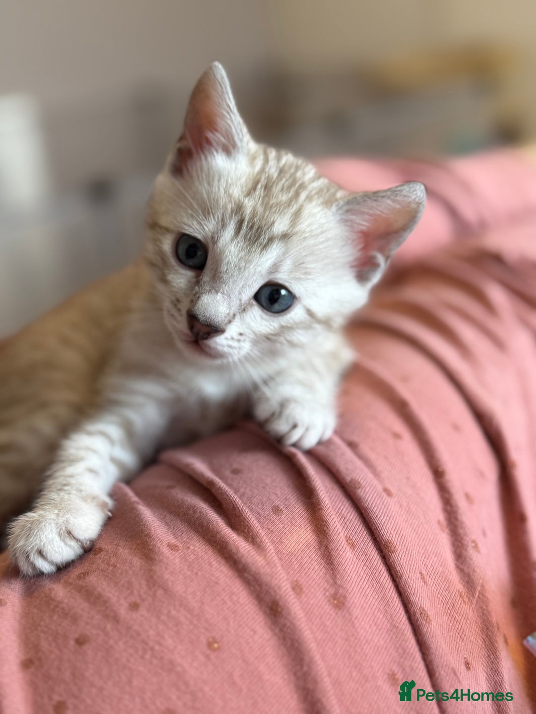 Bengal cats for sale: 💙Stunning Silver Mink Bengal TICA registered  - Image 11