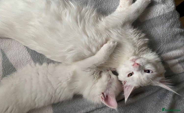 Maine Coon cats Beautiful pedigree Maine Coon kittens - Advert 2