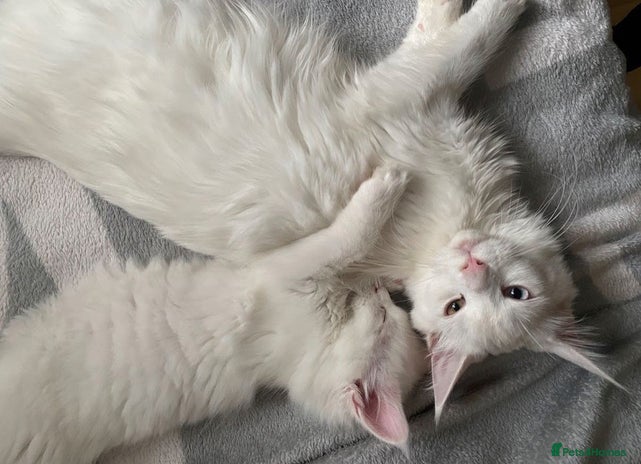 Maine Coon cats Beautiful pedigree Maine Coon kittens - Advert 2