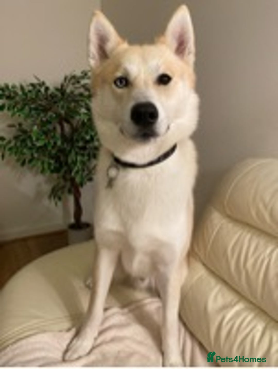 Siberian Husky dogs for stud: Siberian Husky for Stud in Wrexham - Image 3