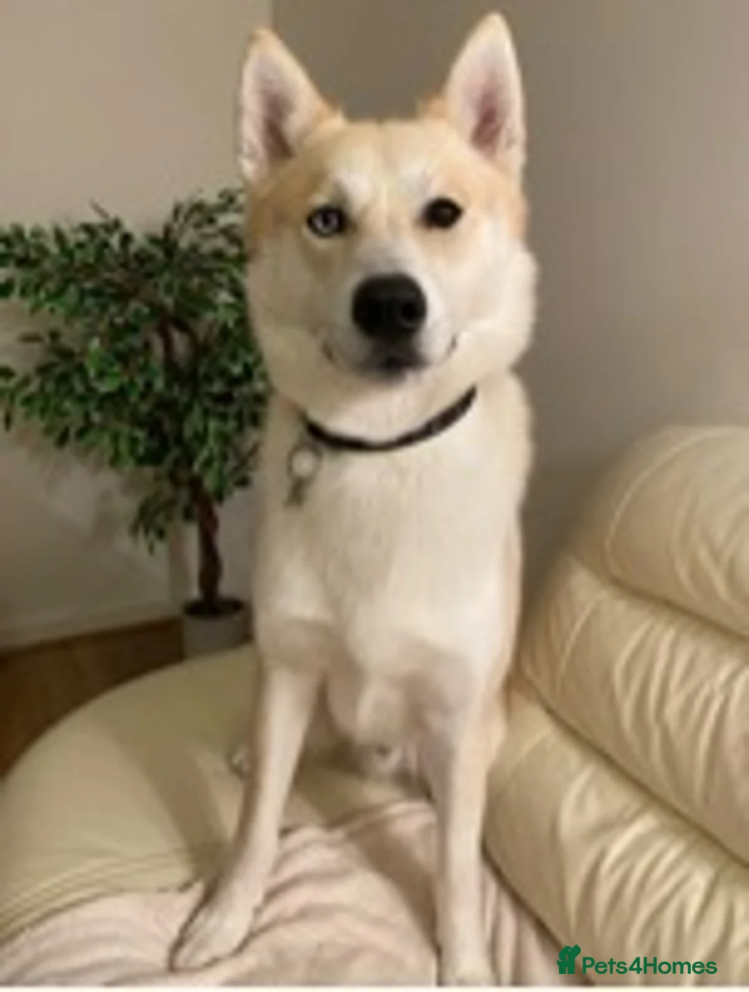 Siberian Husky dogs for stud: Siberian Husky for Stud in Wrexham - Advert 3