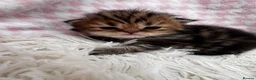 Persian cats for sale: Full Persian Kittens  in Arundel - Advert 12