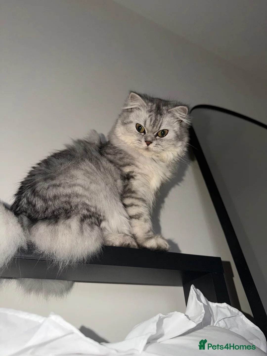 Persian cats for sale: Kiwi  in Preston - Advert 7
