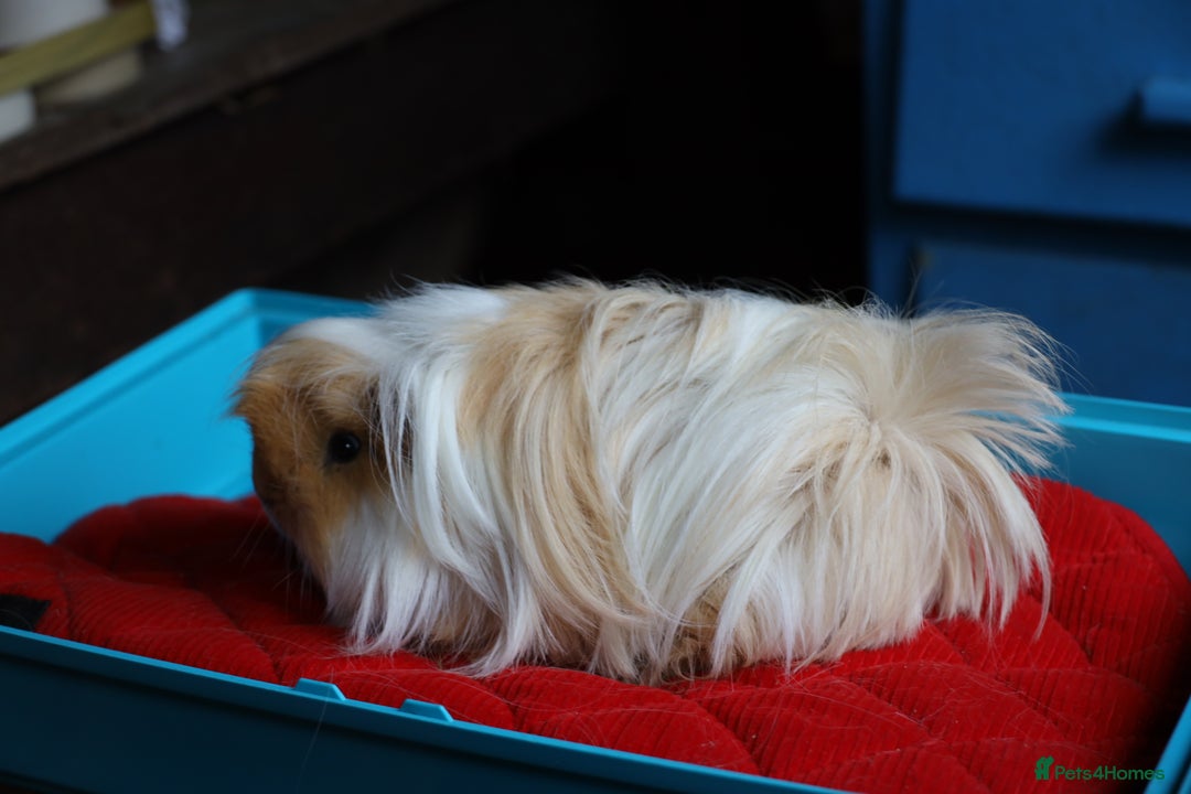 Guinea Pig rodents for sale:  Peruvian Boar for Sale 8 months old - Advert 4