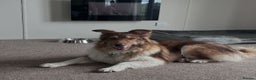 Mixed Breed dogs for adoption: Meet Teddy, currently residing in Lincolnshire  in Mablethorpe - Advert 8