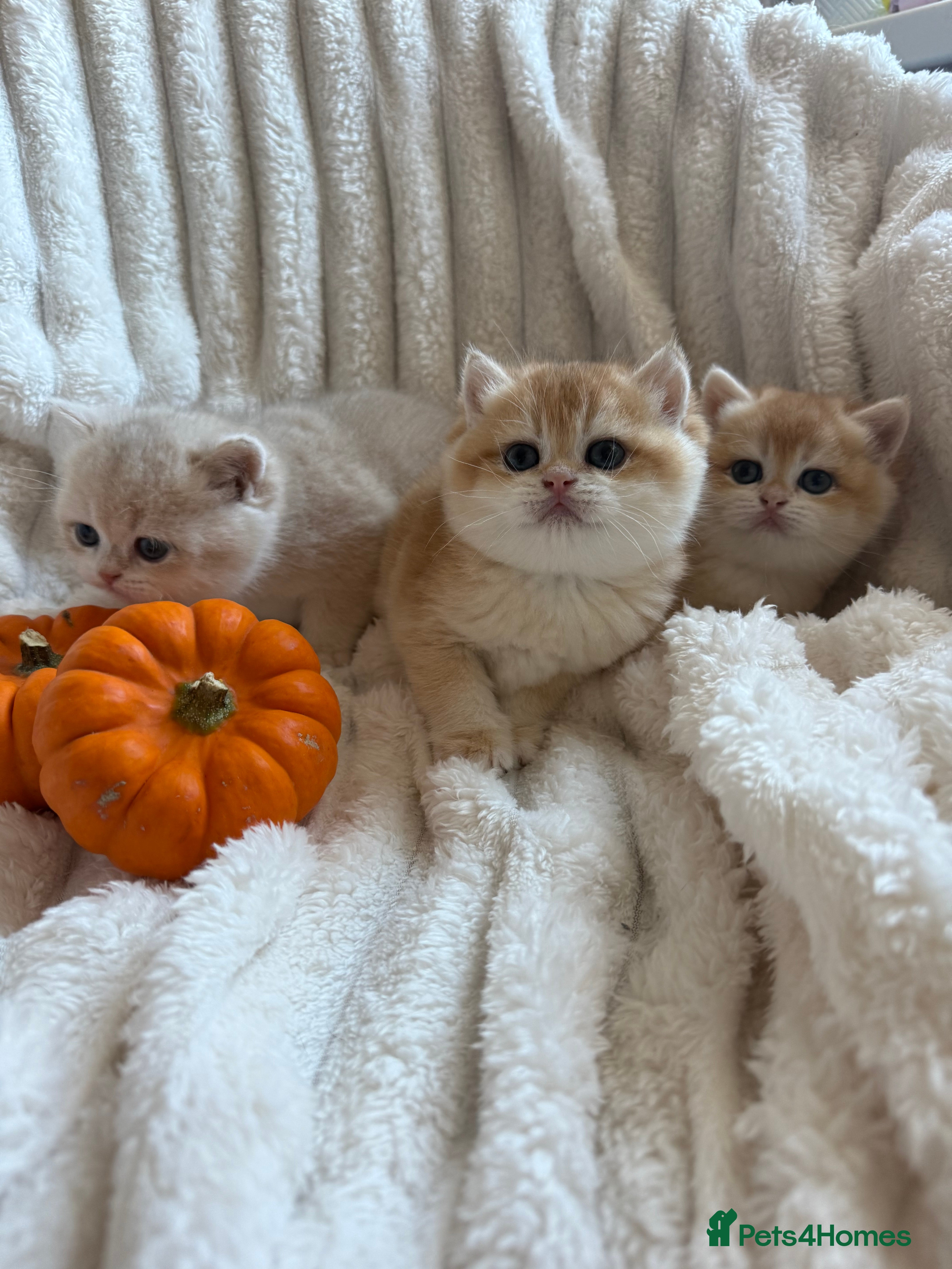 British Shorthair cats 🧡Exceptional golden British Shorthair🧡 - Advert 18