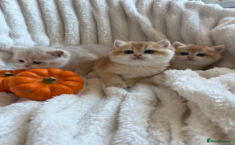 British Shorthair cats - Advert 3