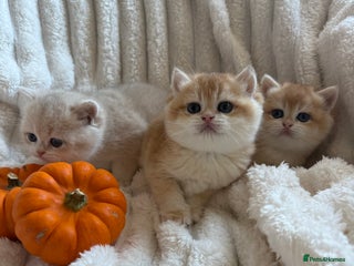 British Shorthair cats - Advert 3