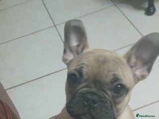 French Bulldog dogs 1 standard quality French bulldogs left. - Advert 2