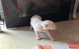 Dalmatian dogs for sale: Dalmatian puppies - Image 8