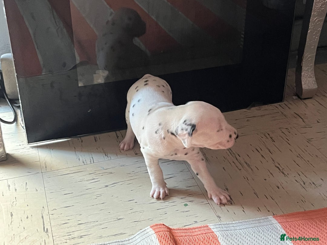 Dalmatian dogs for sale: Dalmatian puppies - Image 8