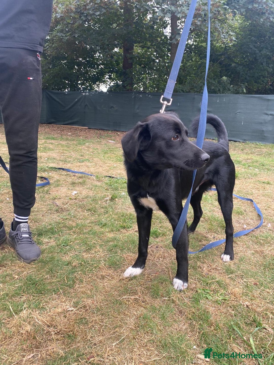 Mixed Breed dogs for adoption: Meet DIESEL, a smart Boy for the Right Loving Home - Advert 15