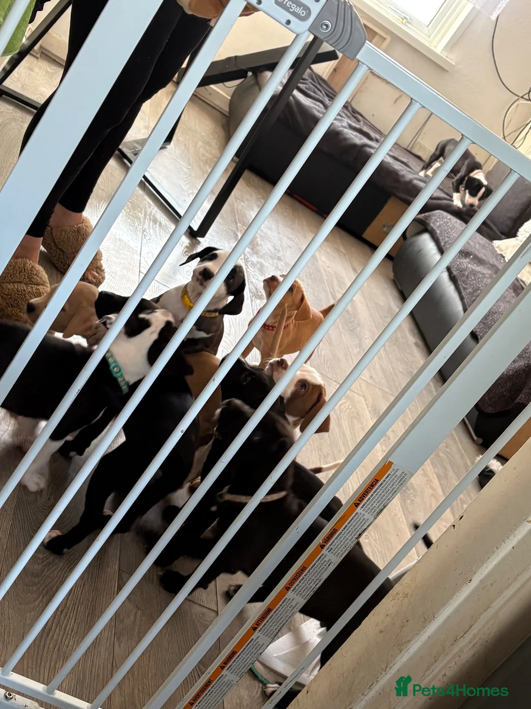 Mixed Breed dogs for sale: Staffie mix breed puppy’s for sale  in Coventry - Advert 13
