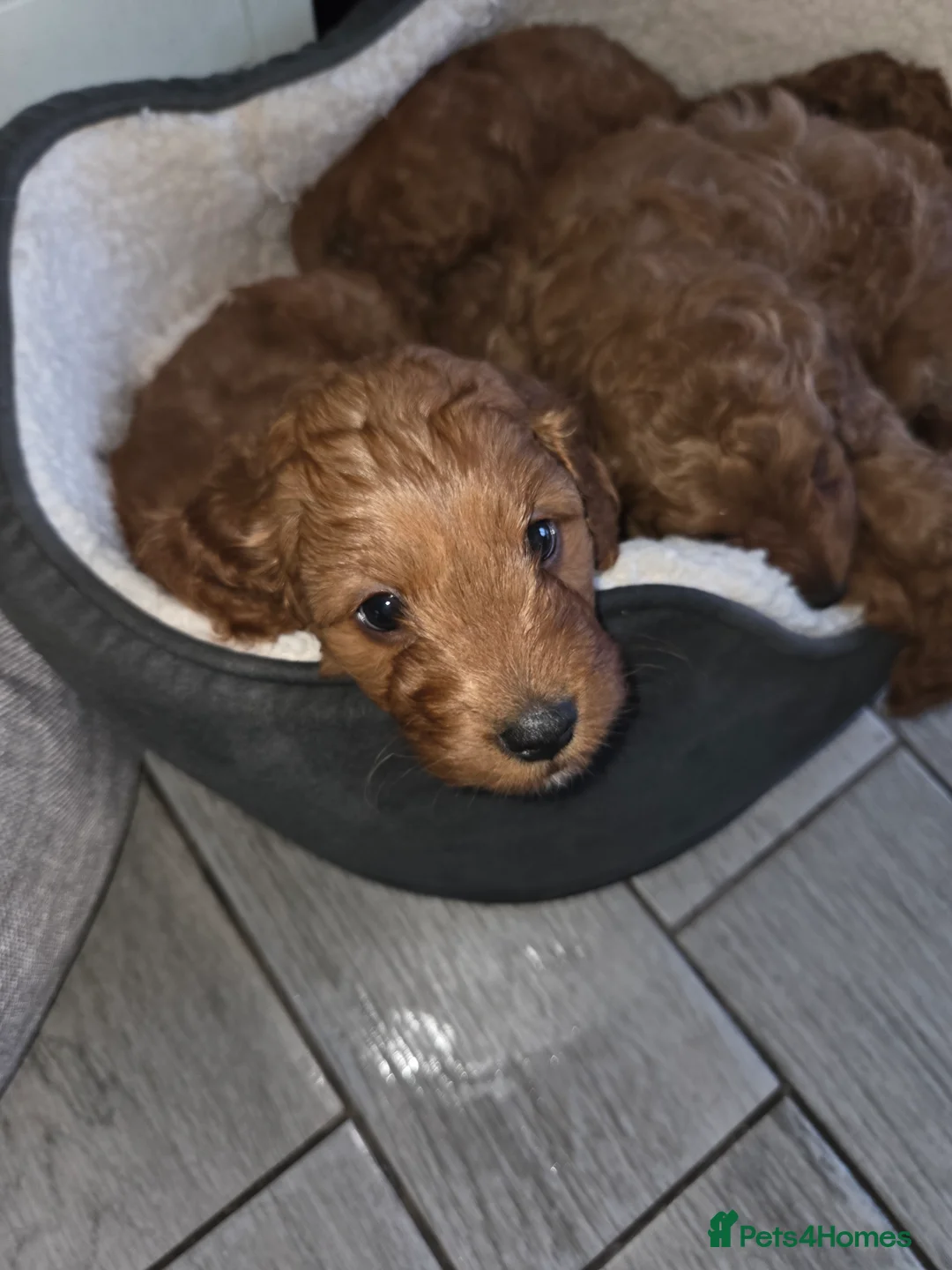 Cockapoo dogs for sale: Stunning deep red cockapoo puppies  - Advert 6