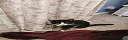 Mixed Breed cats for sale: Rescue cats- kittens and adults 🧡 - Advert 12