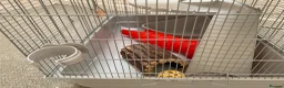 Rat rodents for sale: Large rat cage with equipment (no pet included) - Advert 3