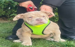 Olde English Bulldogge dogs for sale: Olde English bulldog  - Image 7