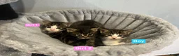 Mixed Breed cats for sale: 3 Hand reared Kittens  - Advert 5