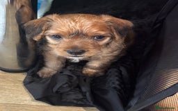 Mixed Breed dogs for sale: Jorkie male  - Image 3