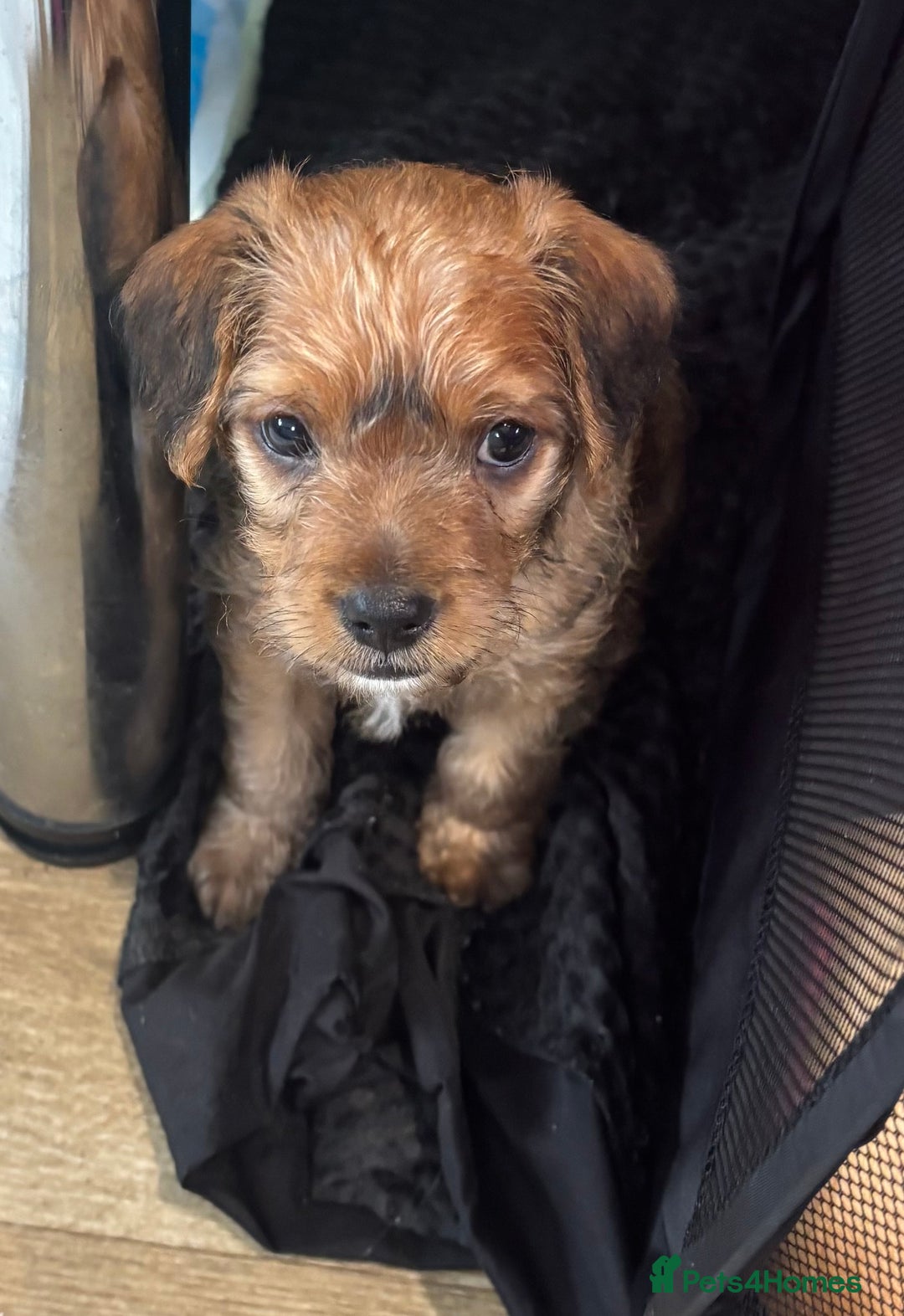 Mixed Breed dogs for sale: Jorkie male  - Image 3