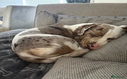 Mixed Breed dogs for sale: Old English bulldogge x miniature dachshund  - Image 2