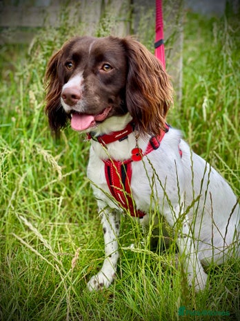 English Springer Spaniel dogs - Advert 1