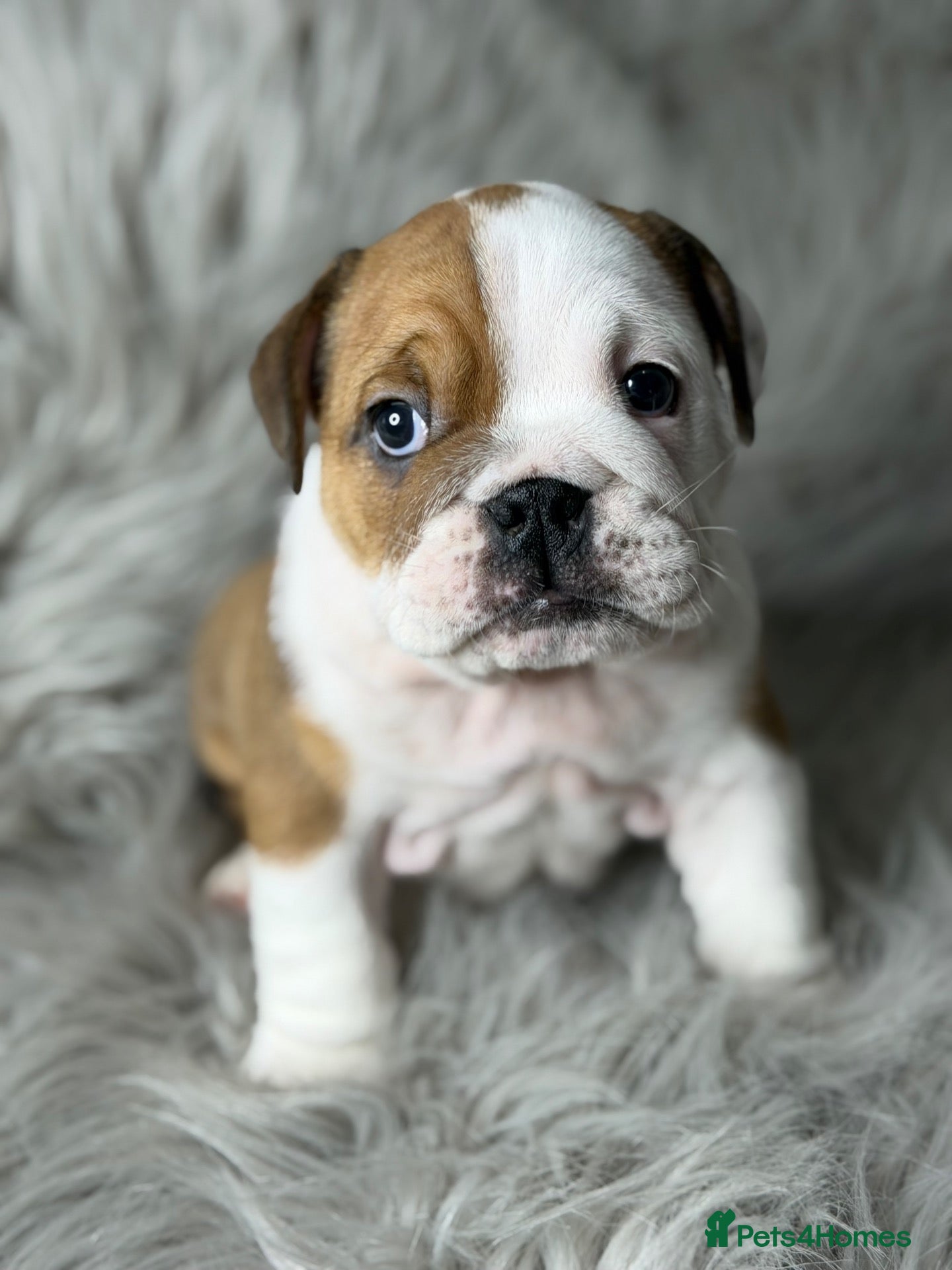 English Bulldog dogs KC British Bulldog Puppies - Advert 2