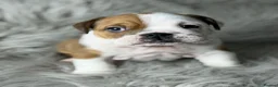 English Bulldog dogs for sale: KC British Bulldog Puppies - Advert 4