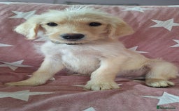 Labradoodle dogs for sale: BEAUTIFUL LABRADOODLE PUPPIES *LAST ONE* * - Image 5