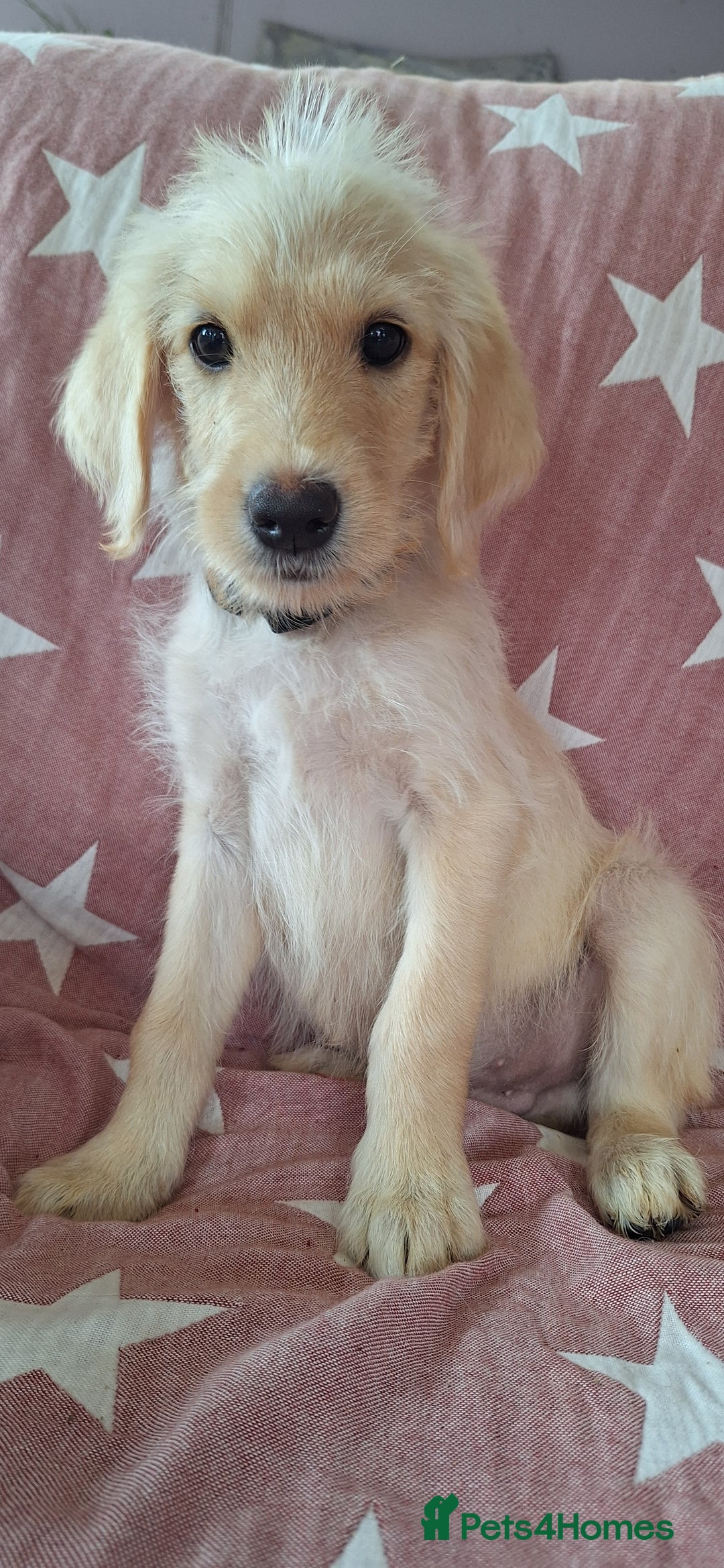 Labradoodle dogs for sale: BEAUTIFUL LABRADOODLE PUPPIES *LAST ONE* * - Image 5