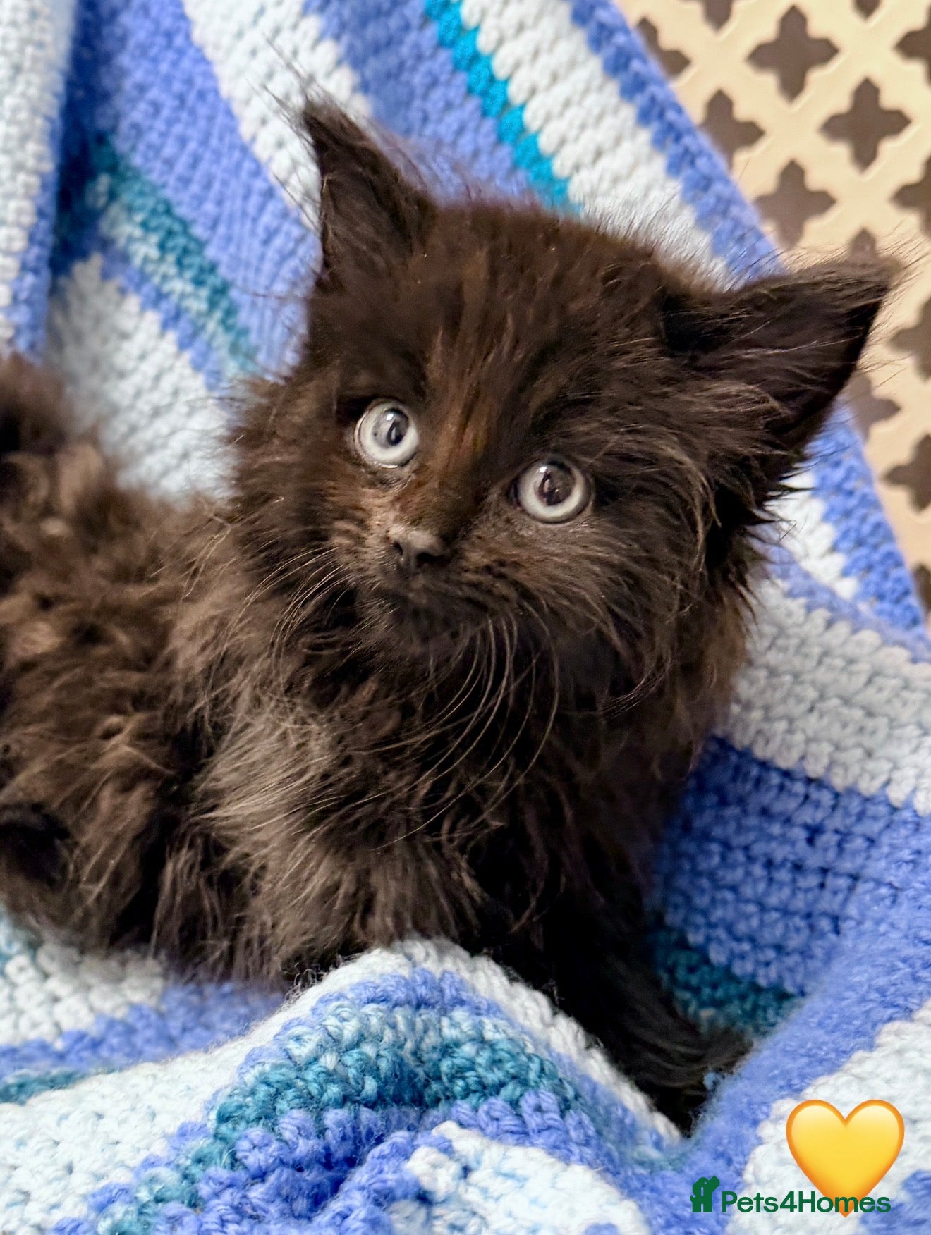 Maine Coon cats 💠 MAINE COON X RAGDOLL *PARENTS HEALTH TESTED* 💠 - Advert 2