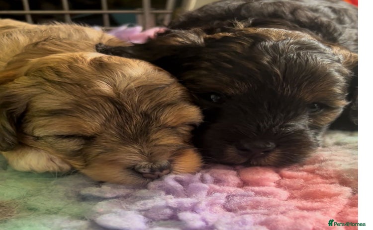 Mixed Breed dogs - Advert 4
