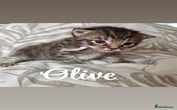 Siberian cats for sale: Siberian x kittens  - Image 5