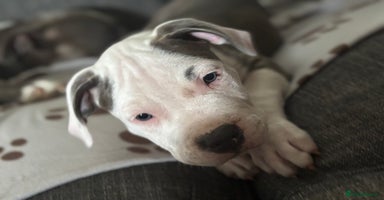 Staffordshire Bull Terrier dogs in Chatteris - Advert 12